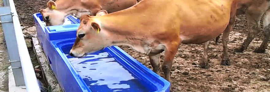approvisionnement en eau pour le bétail