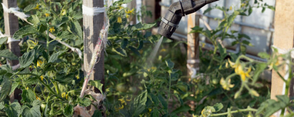 traitement phytosanitaire